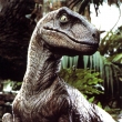 Velociraptor